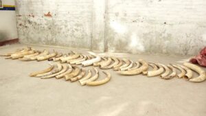 Zimbabwe ivory 
